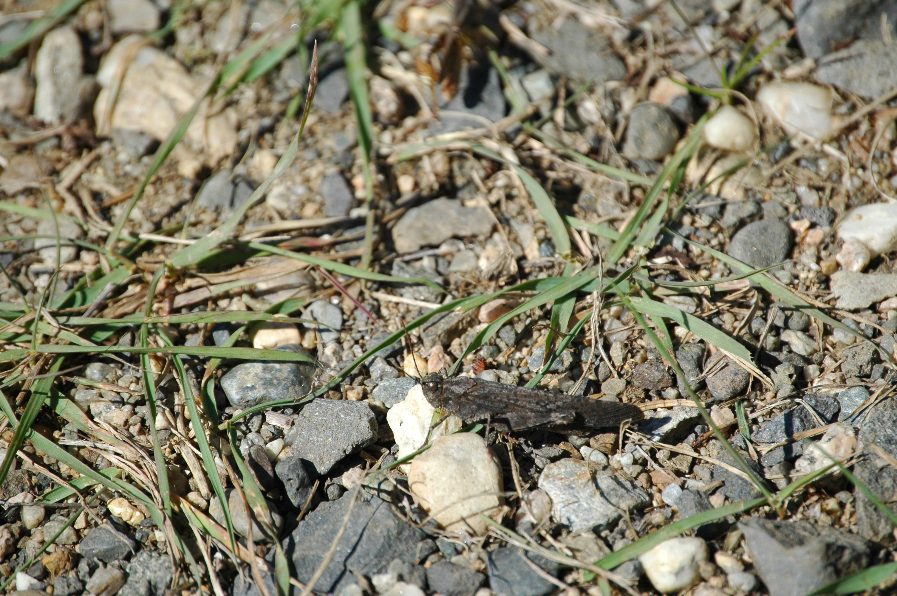 photos/wildlife/Invertebrate_Species/Canada/Canada 2007 394.jpg
